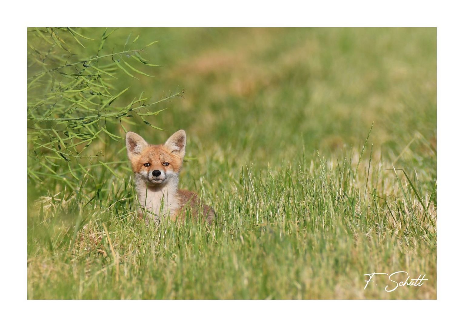 Kleiner Fuchs 2