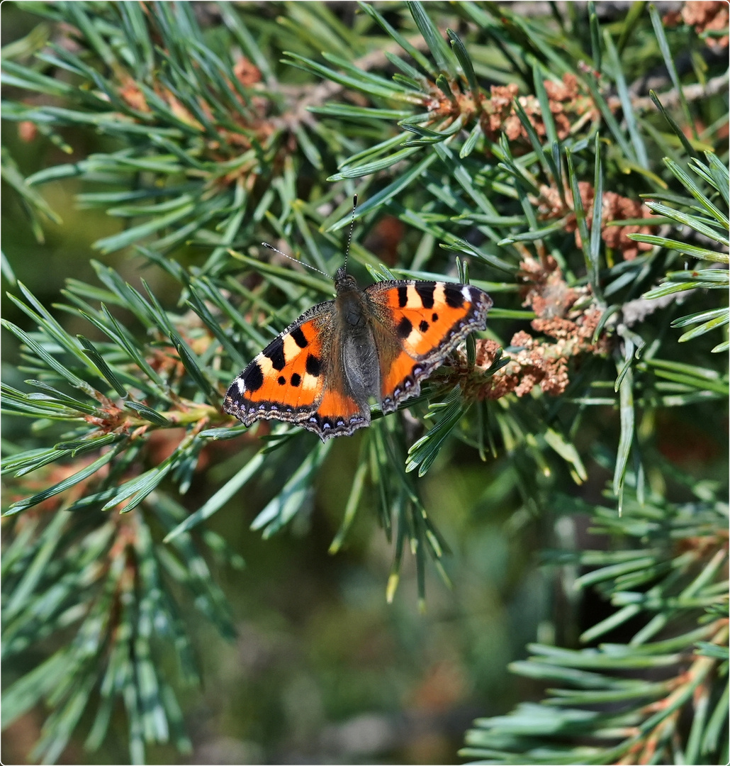 Kleiner Fuchs