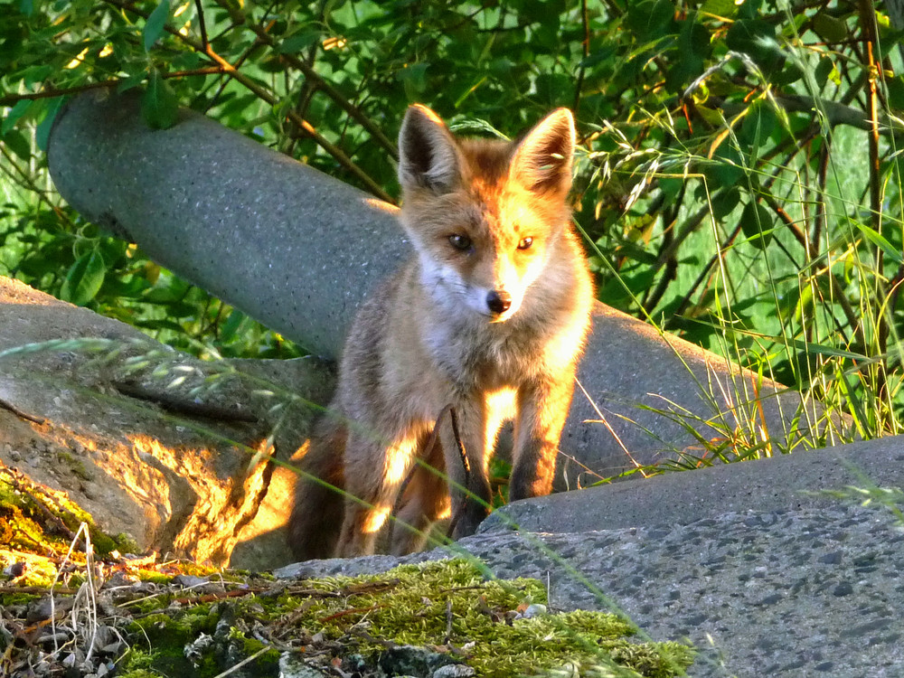 Kleiner Fuchs