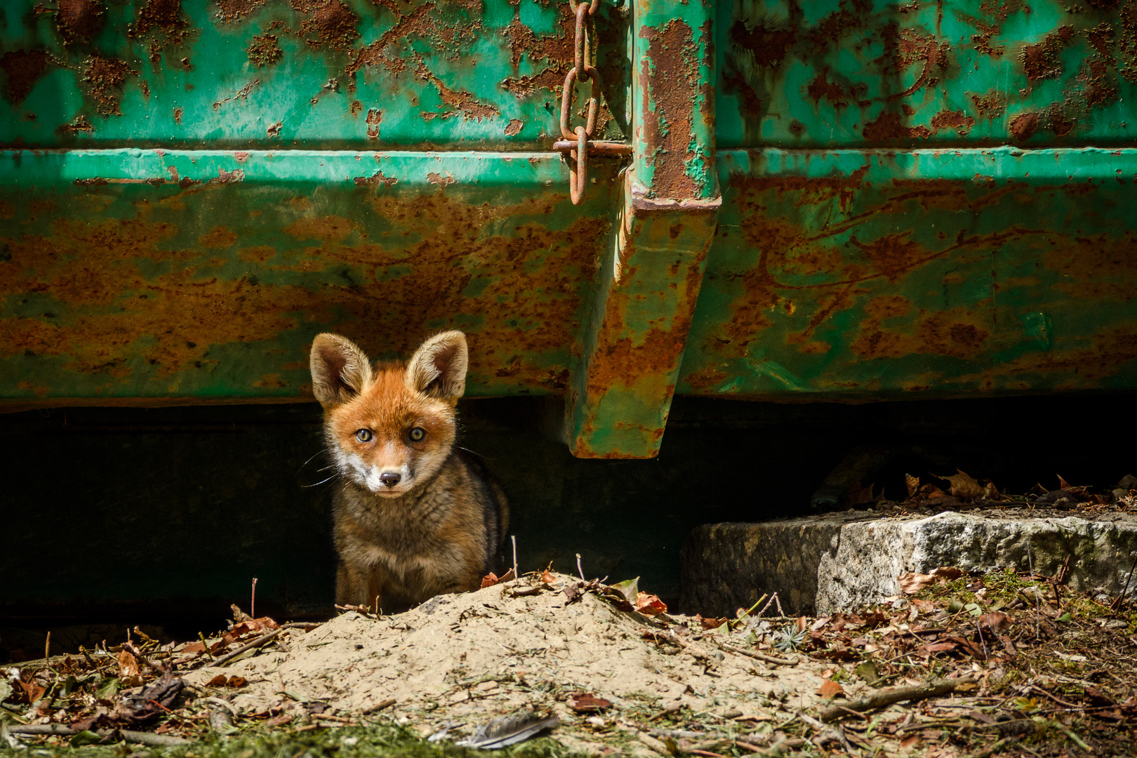 Kleiner Fuchs