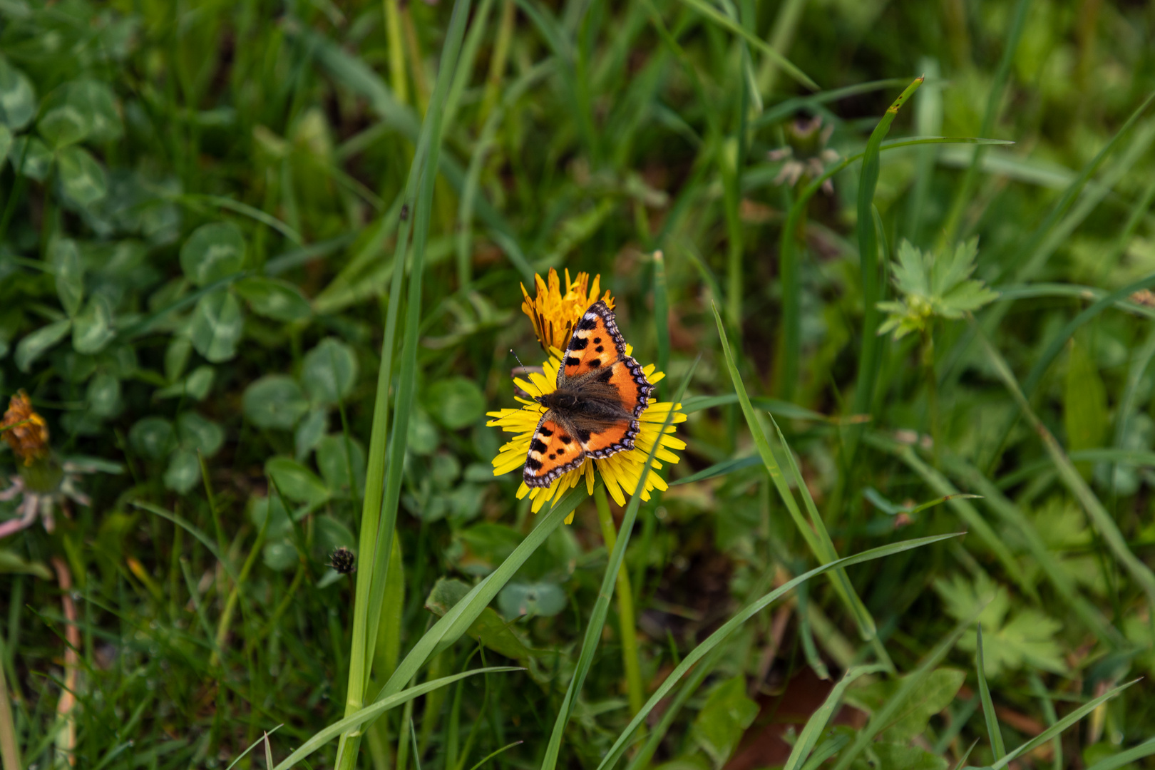 Kleiner Fuchs