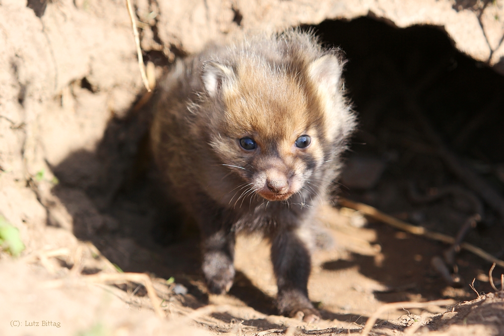 Kleiner Fuchs