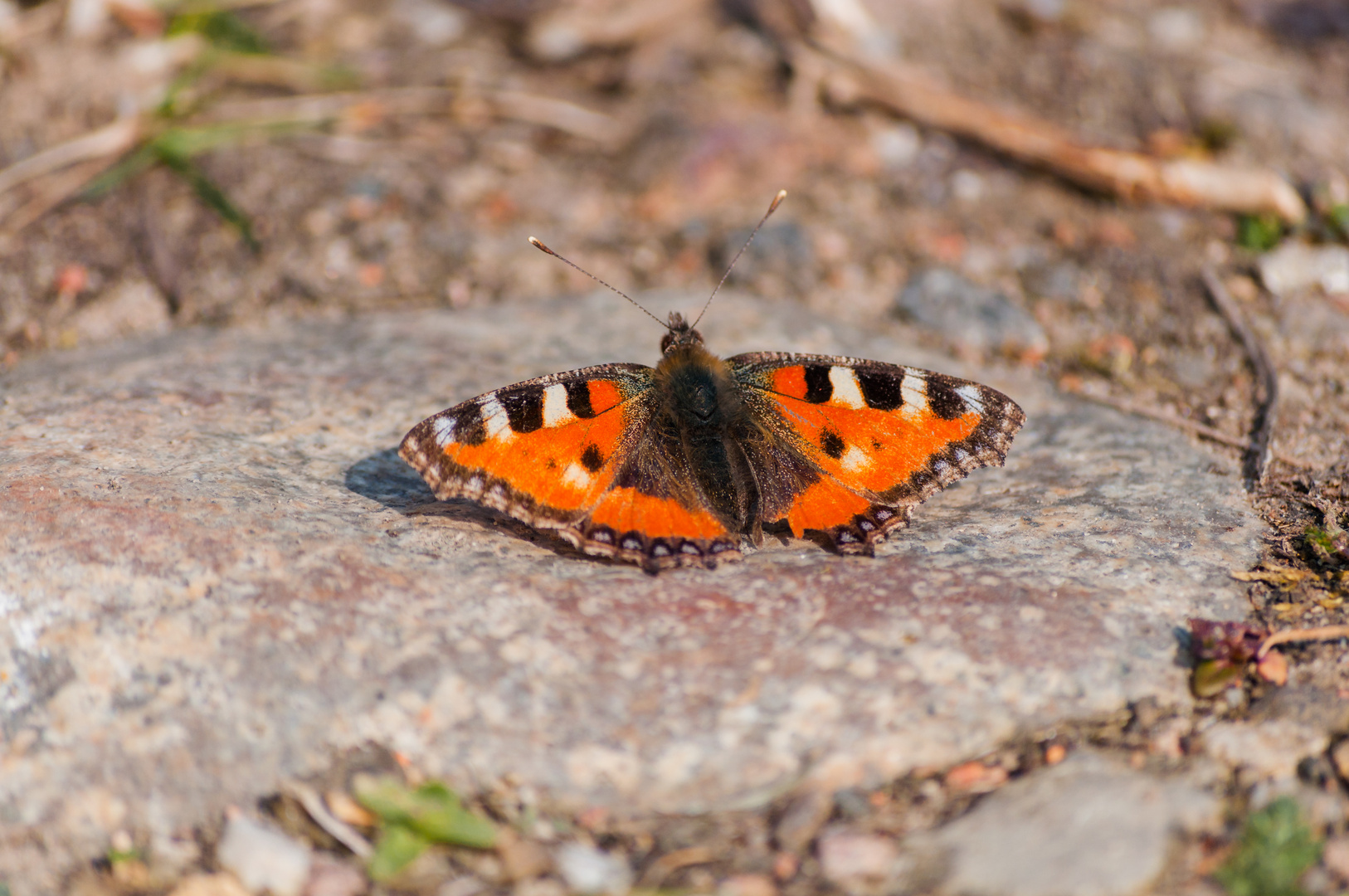 Kleiner Fuchs