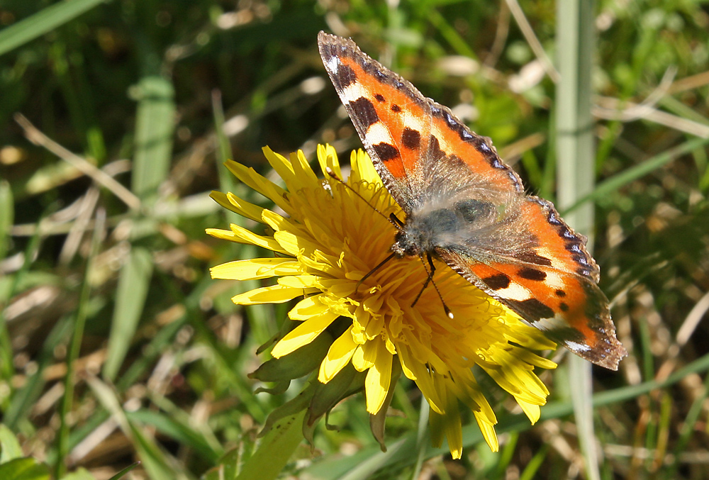 Kleiner Fuchs