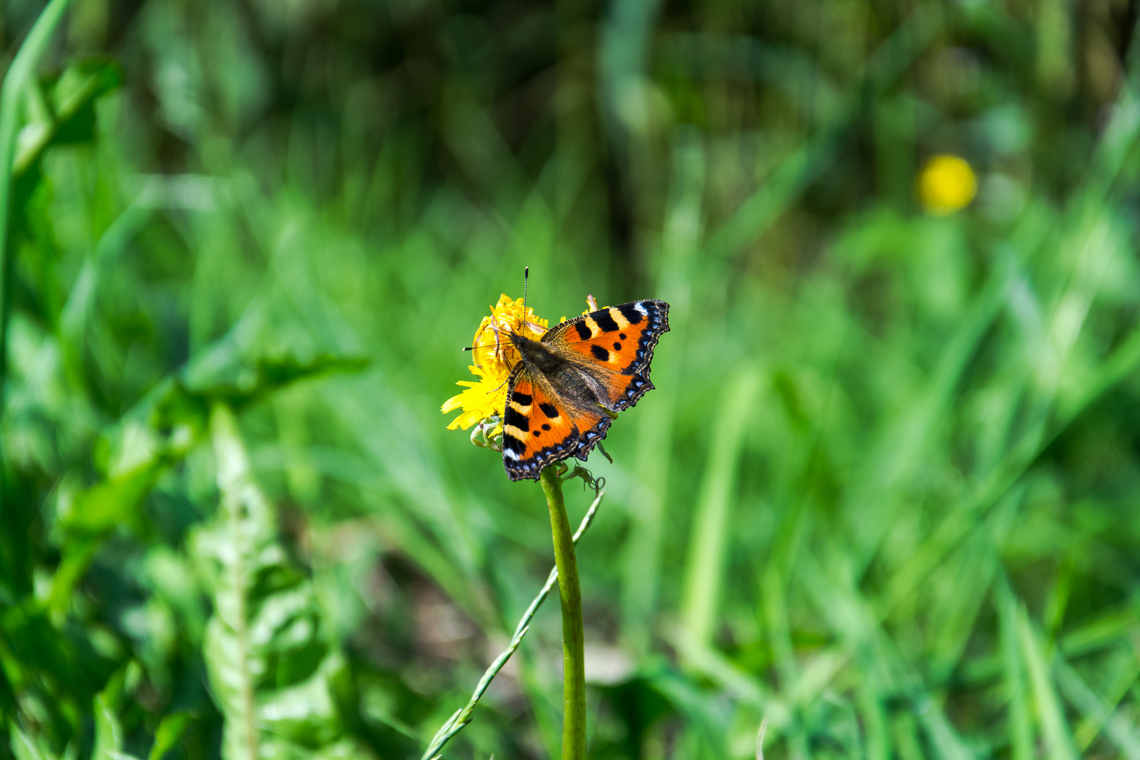 Kleiner Fuchs