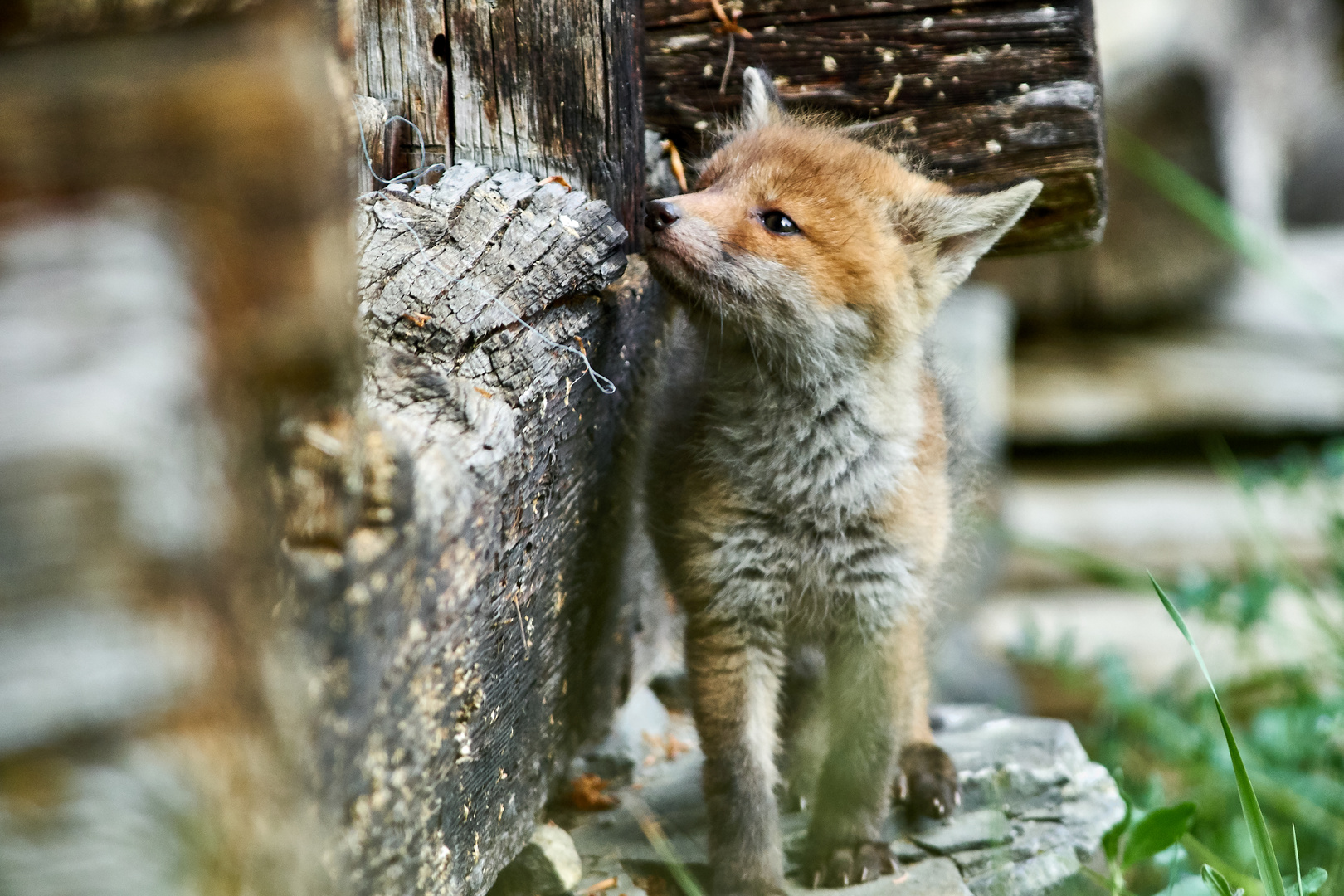 Kleiner Fuchs