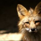 Kleiner Fuchs