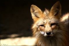 Kleiner Fuchs