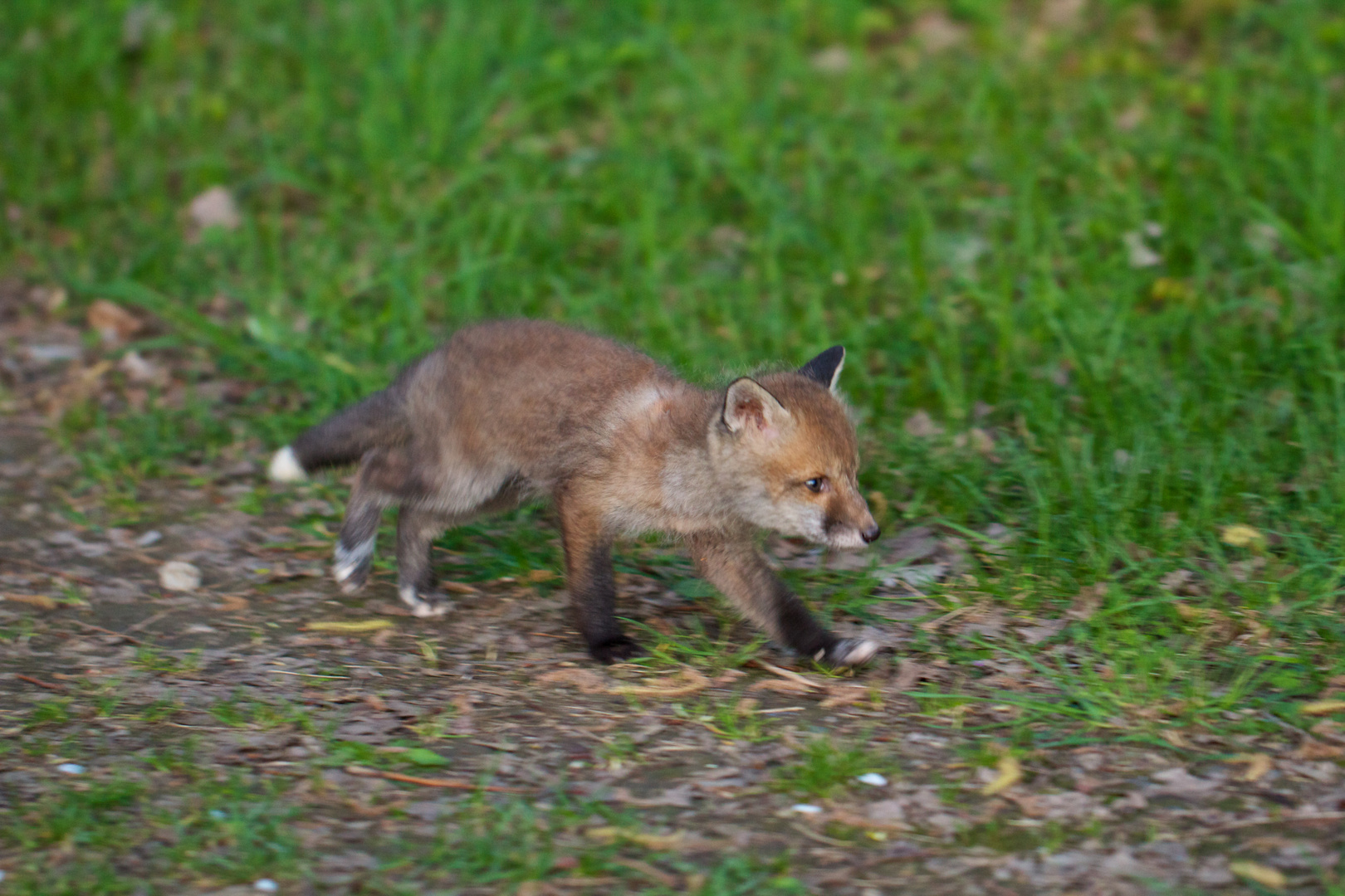 Kleiner Fuchs
