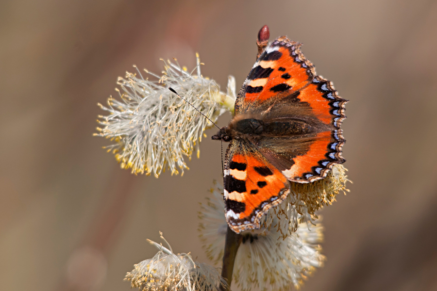 kleiner Fuchs