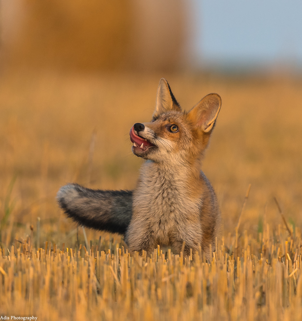 Kleiner Fuchs 