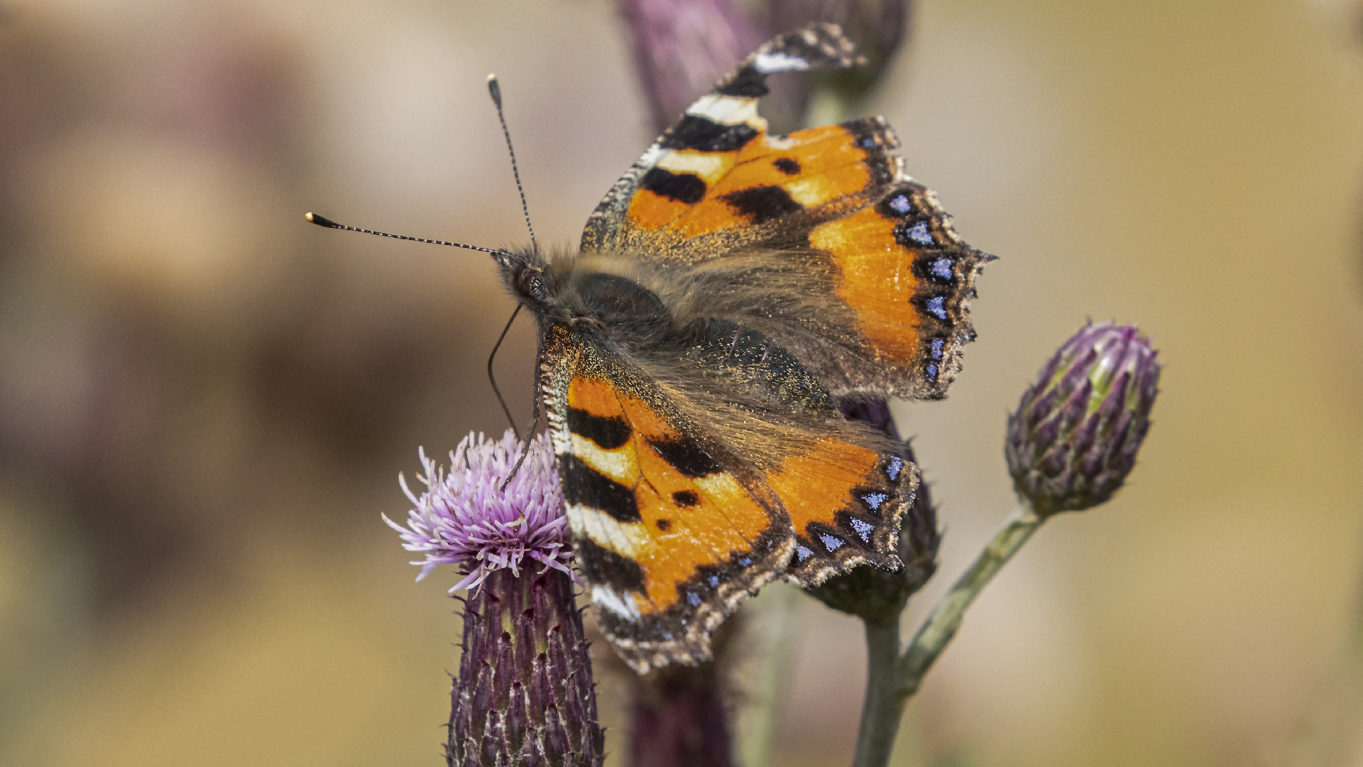 Kleiner Fuchs