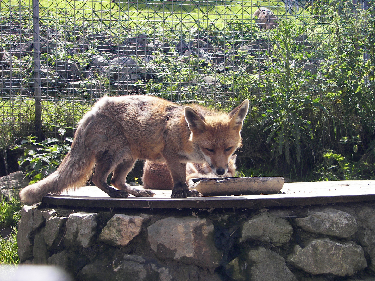 Kleiner Fuchs