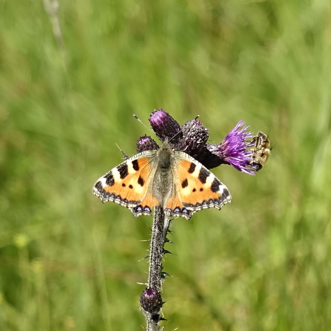 Kleiner Fuchs Foto & Bild tiere, wildlife, schmetterlinge Bilder auf