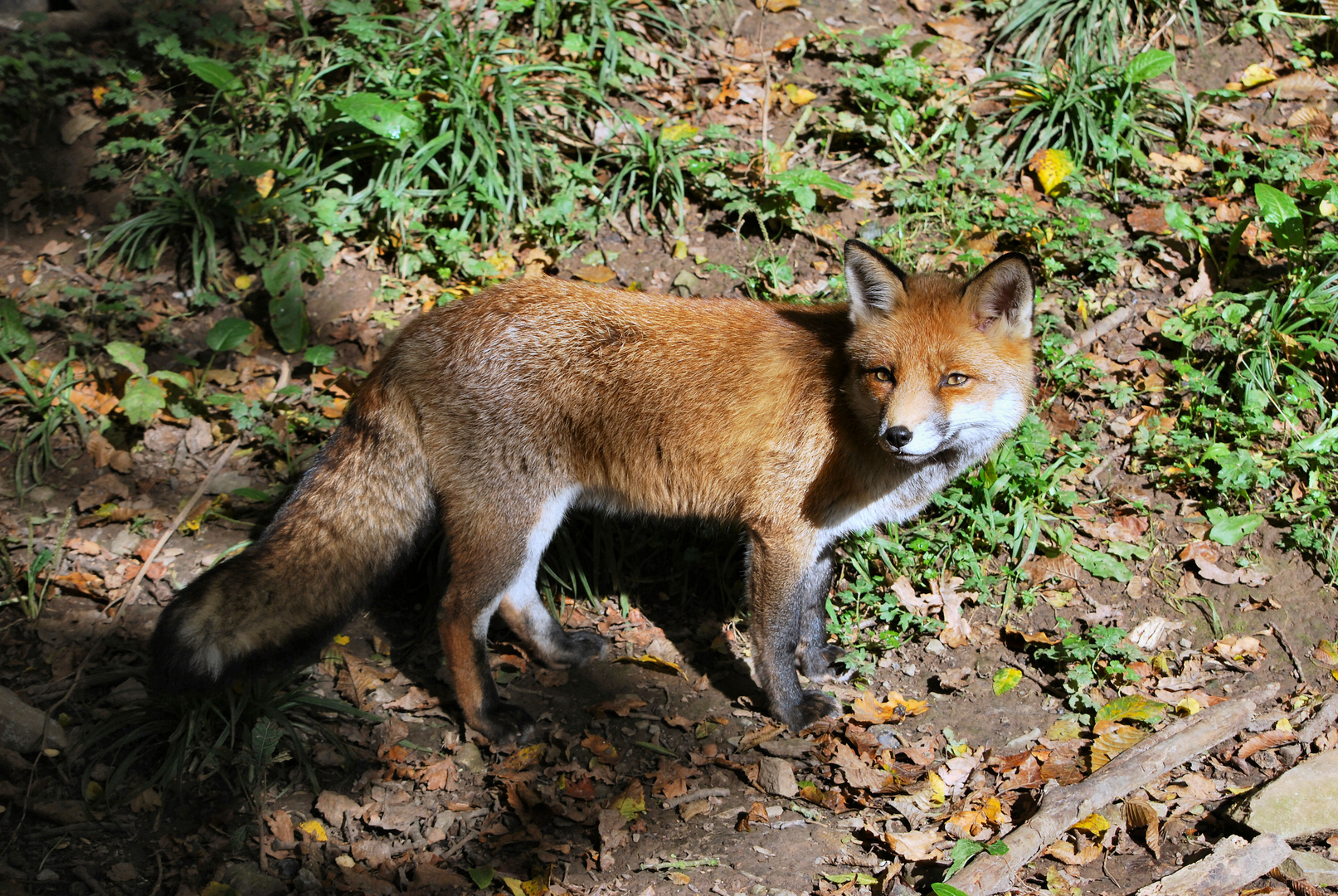 Kleiner Fuchs