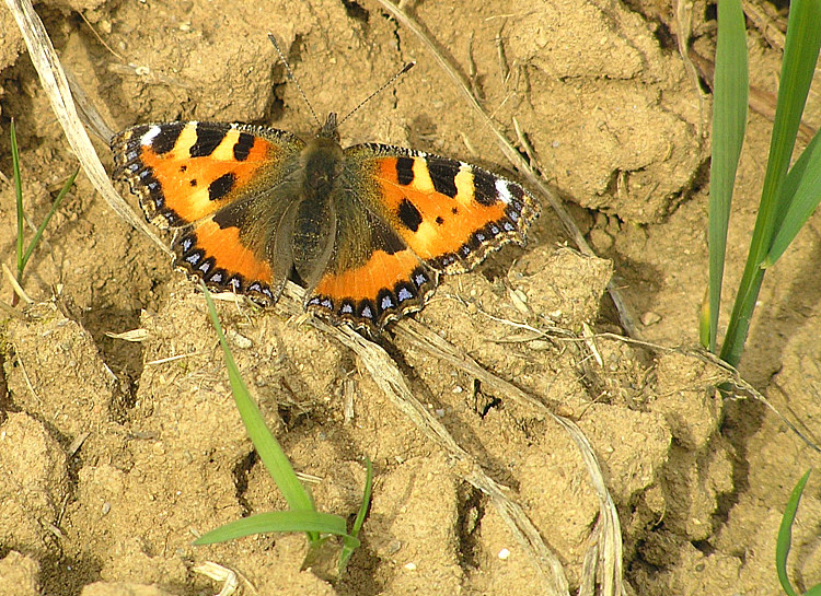 Kleiner Fuchs