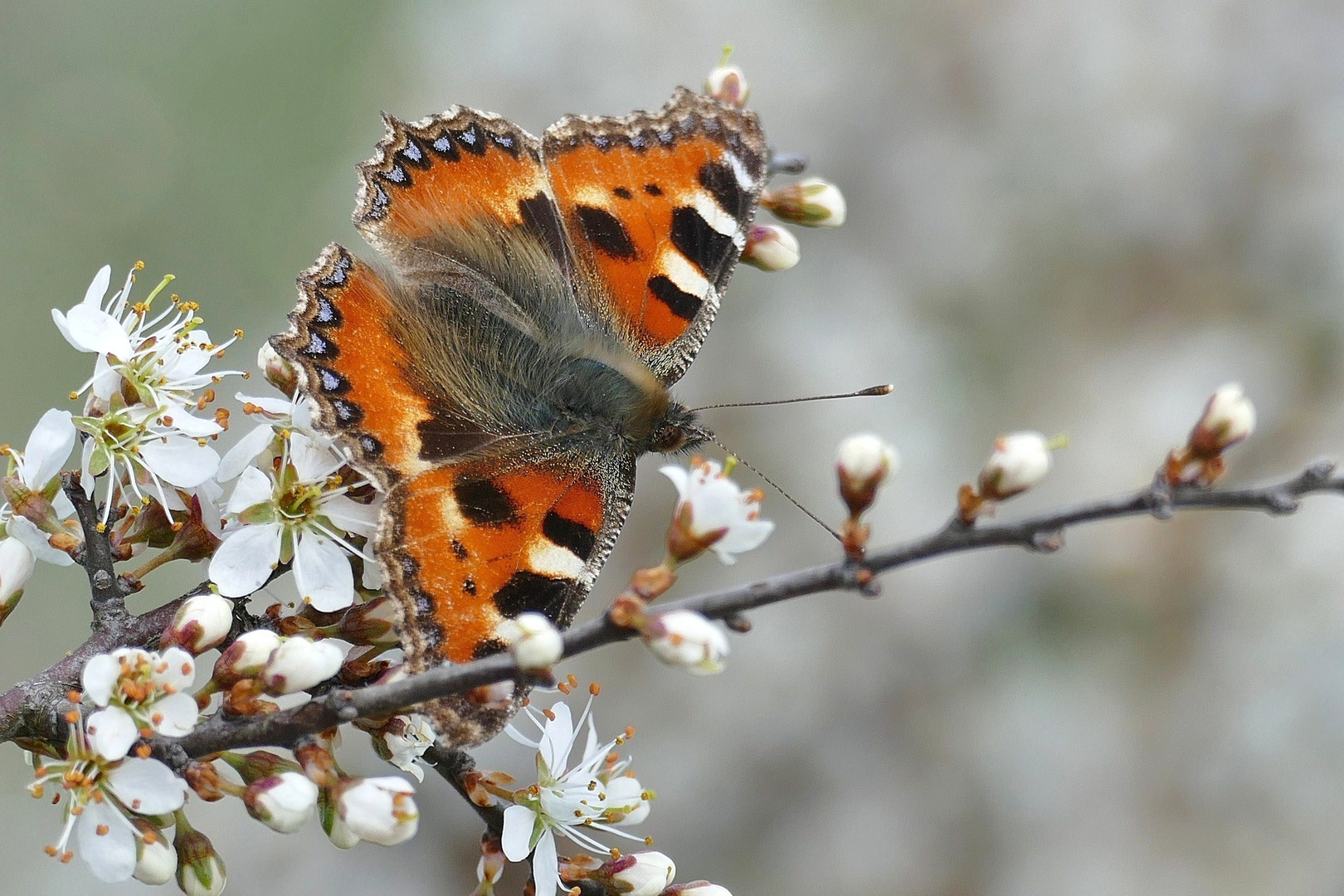 Kleiner Fuchs