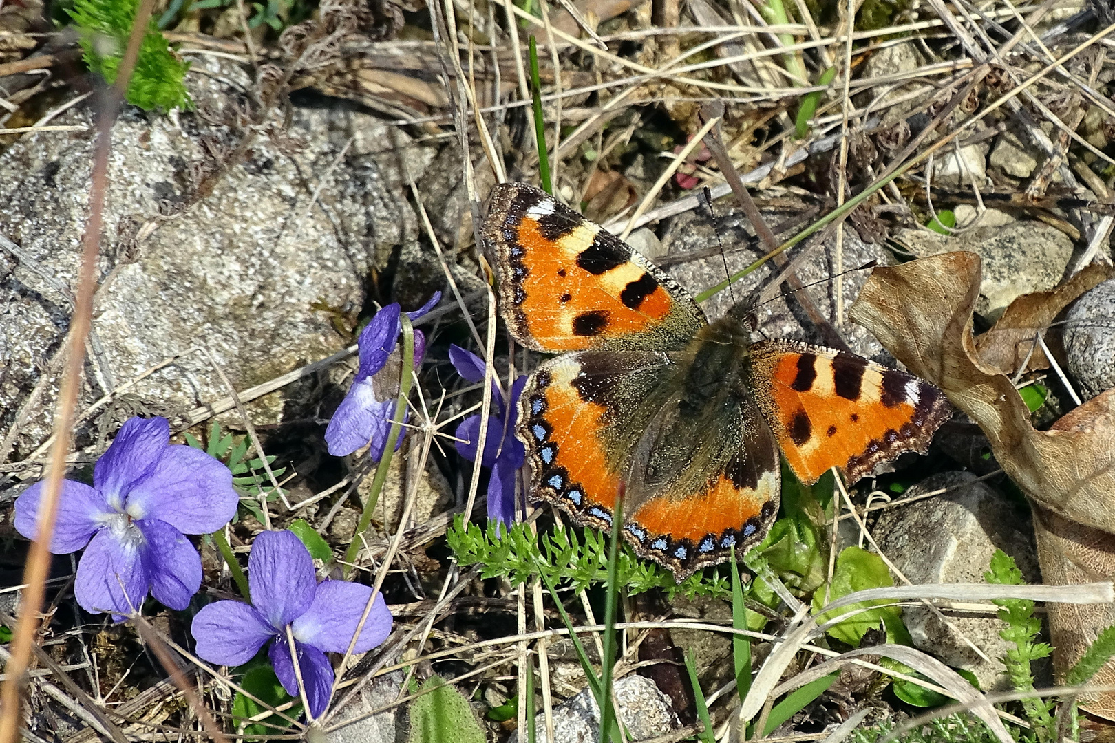 Kleiner Fuchs