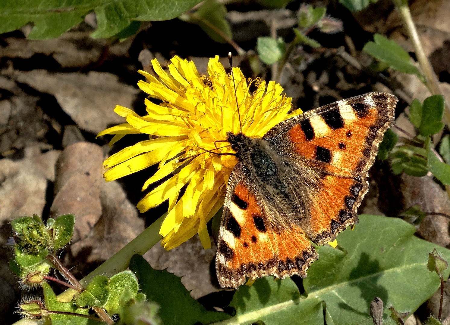 Kleiner Fuchs