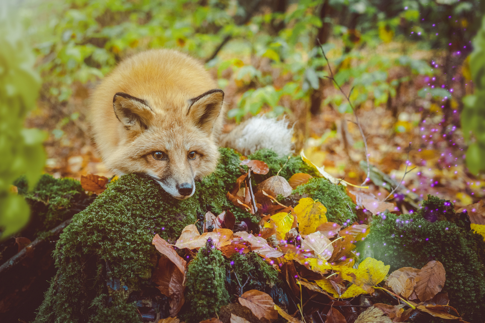 Kleiner Fuchs