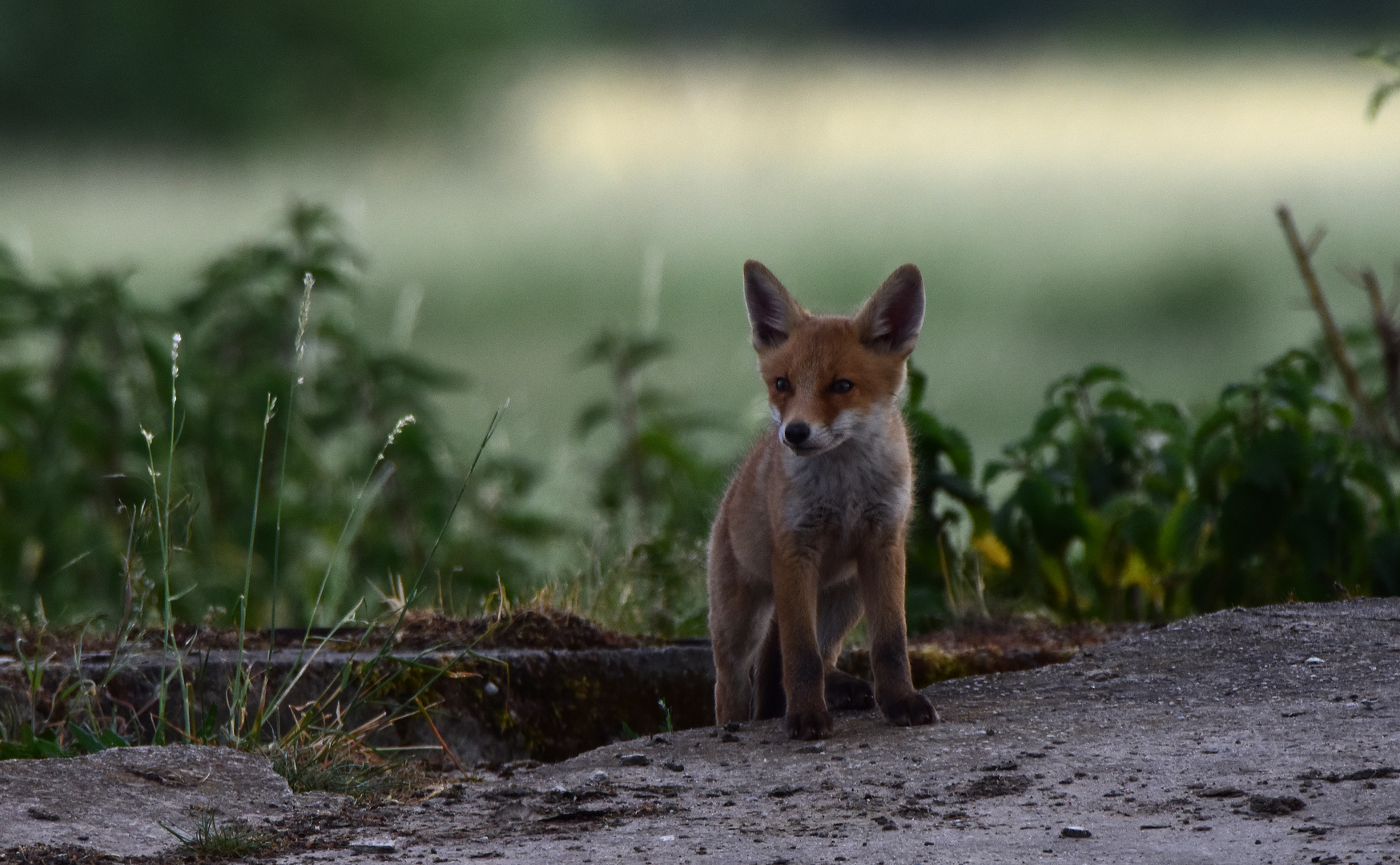 Kleiner Fuchs