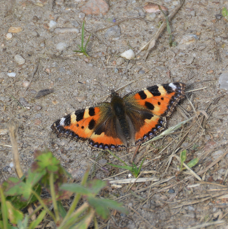 kleiner fuchs