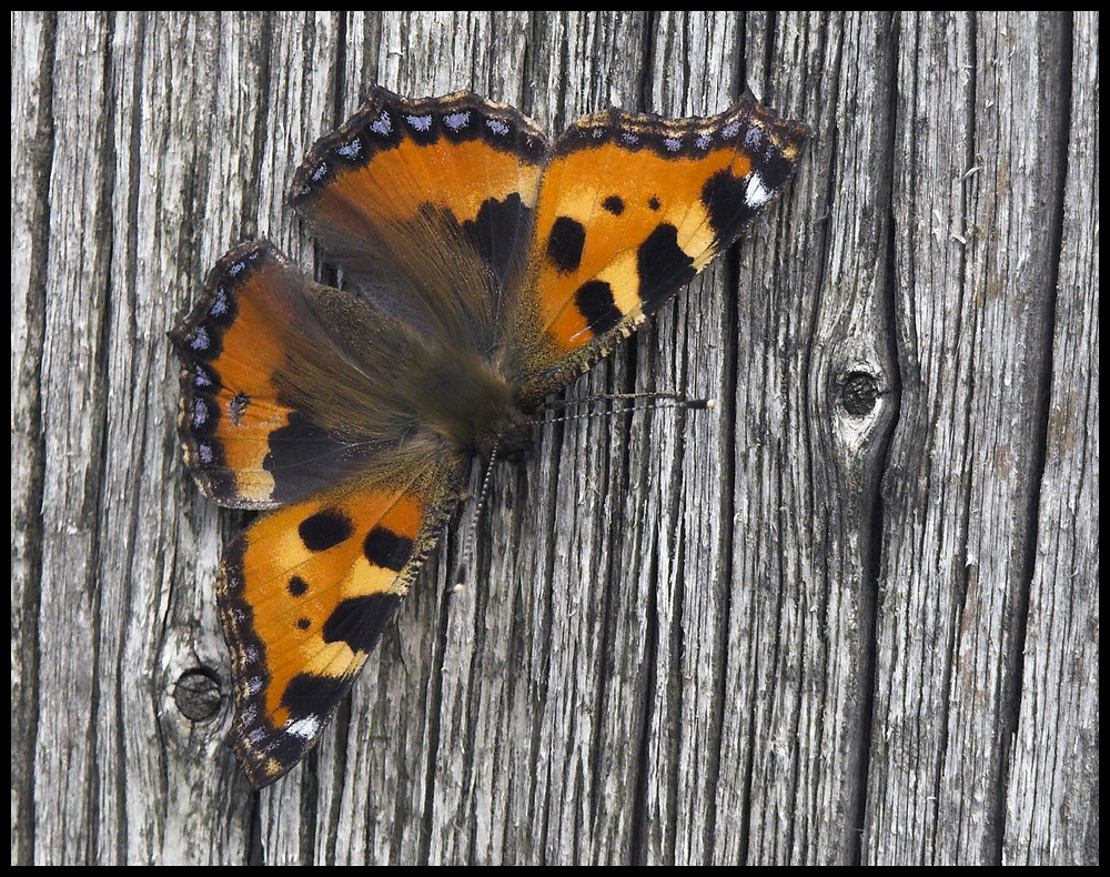 Kleiner Fuchs (Aglais urticae)