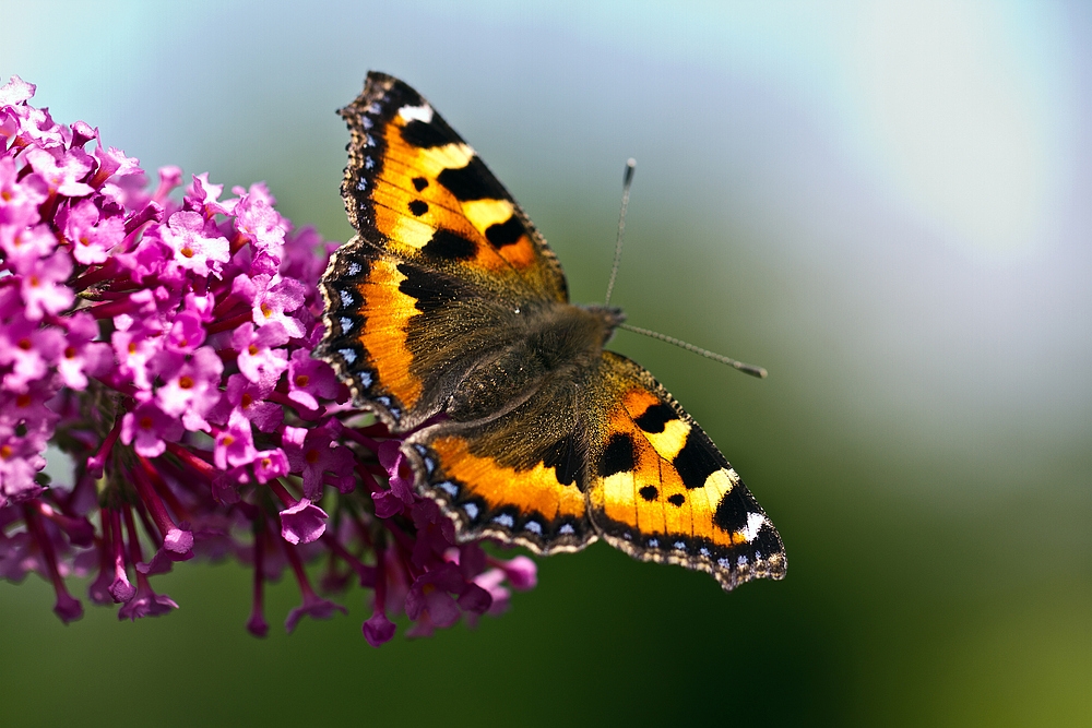 Kleiner Fuchs (Aglais urticae)