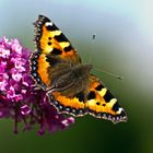 Kleiner Fuchs (Aglais urticae)