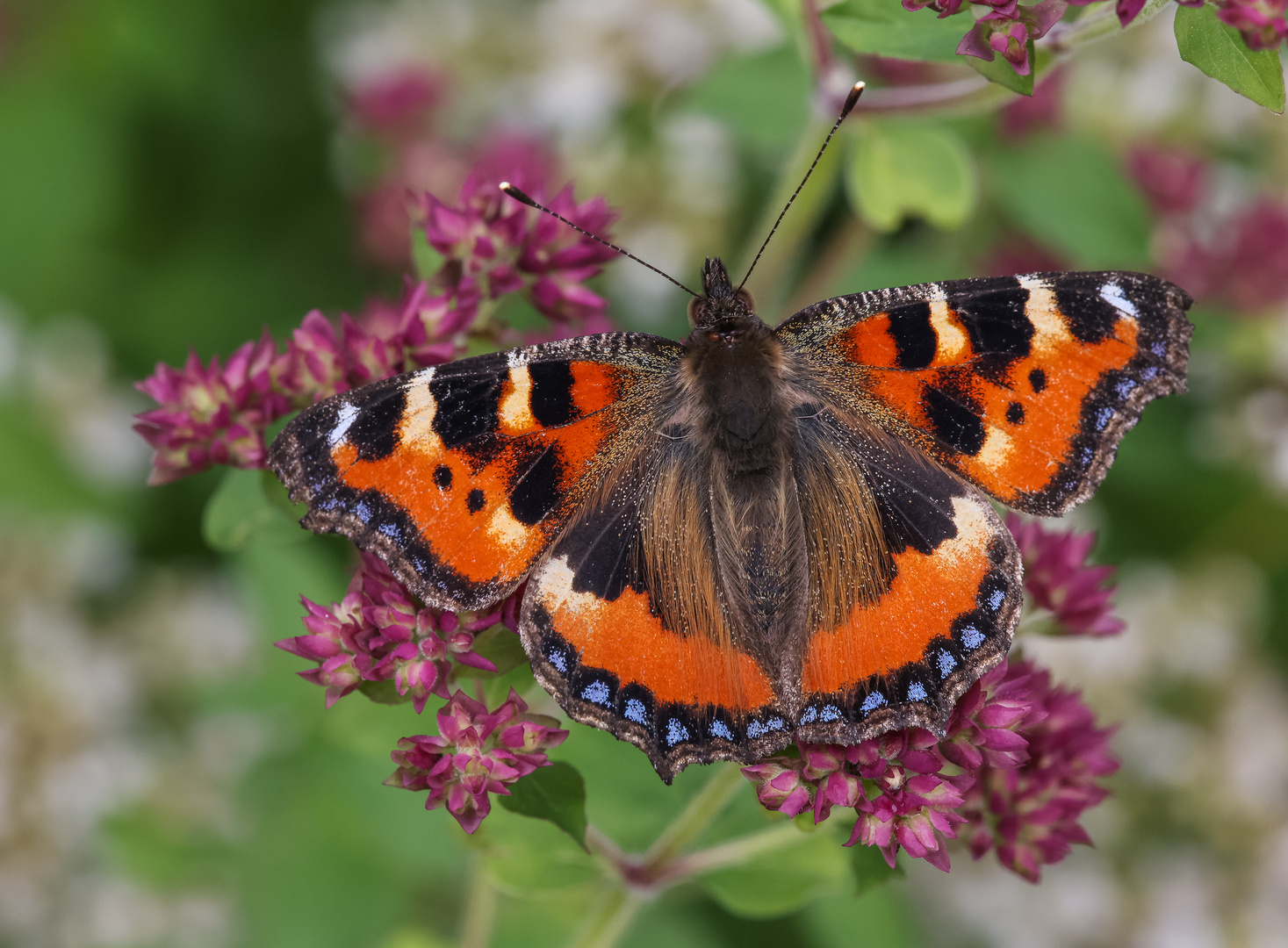 Kleiner Fuchs (Aglais urticae)