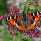 Kleiner Fuchs (Aglais urticae)