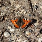 Kleiner Fuchs (Aglais urticae).