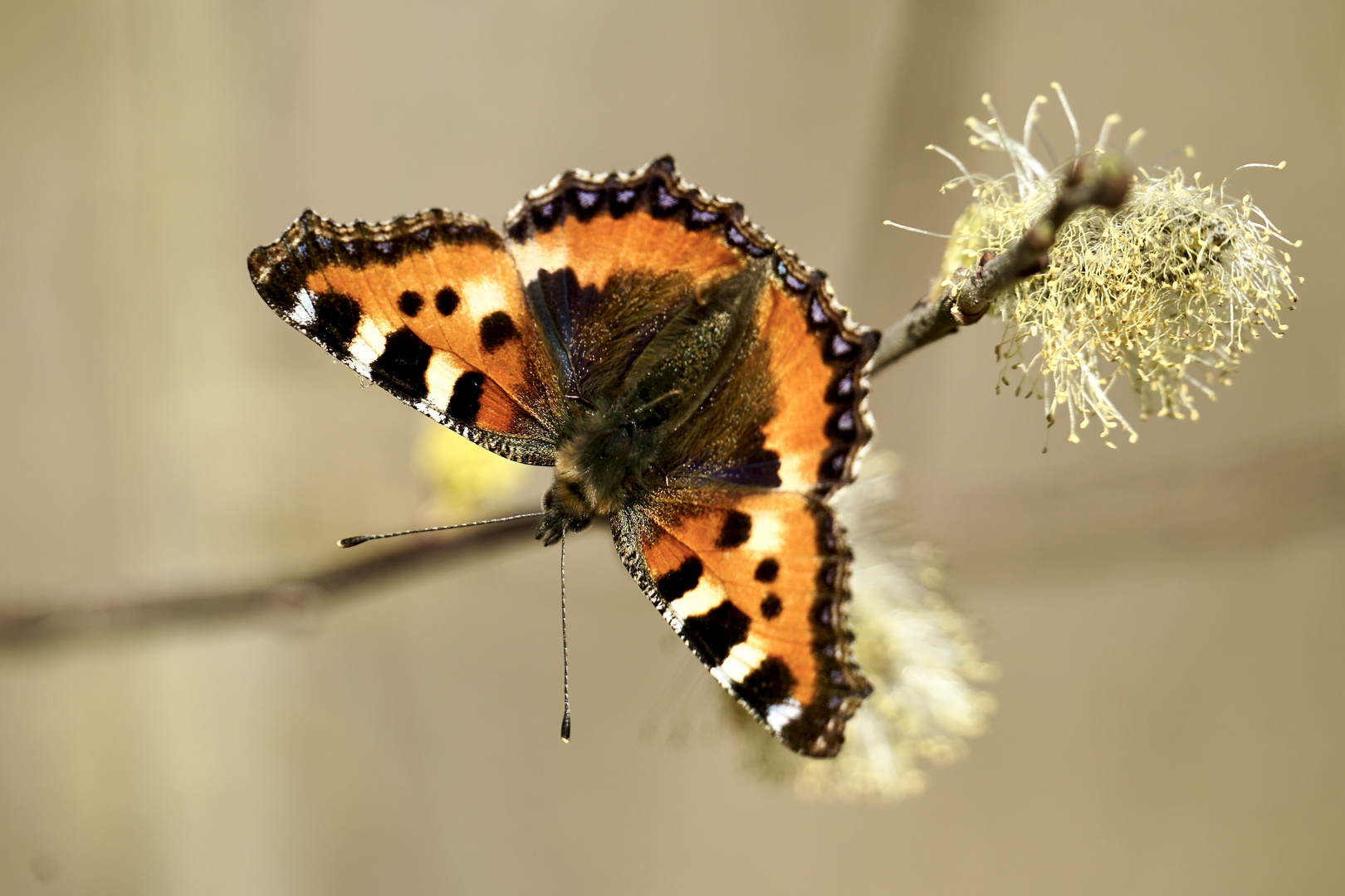 Kleiner Fuchs (Aglais urticae)