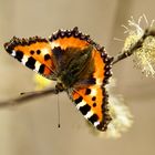 Kleiner Fuchs (Aglais urticae)