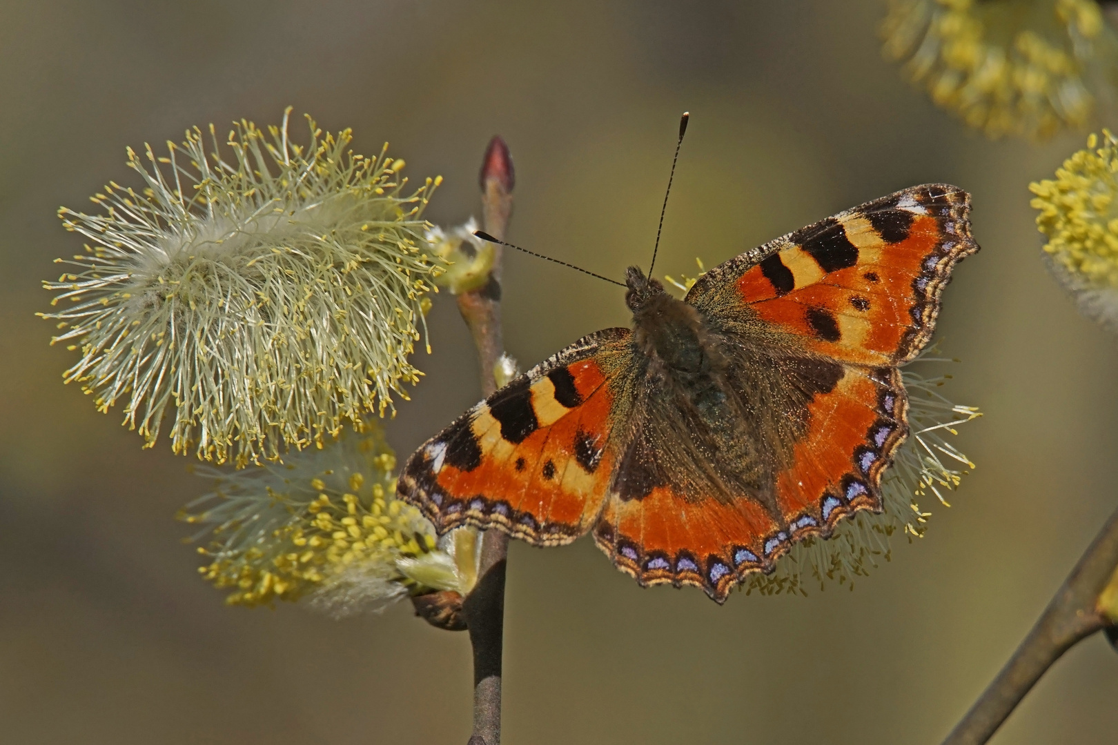 Kleiner Fuchs (Aglais urticae)