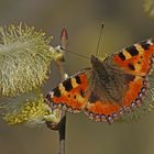 Kleiner Fuchs (Aglais urticae)