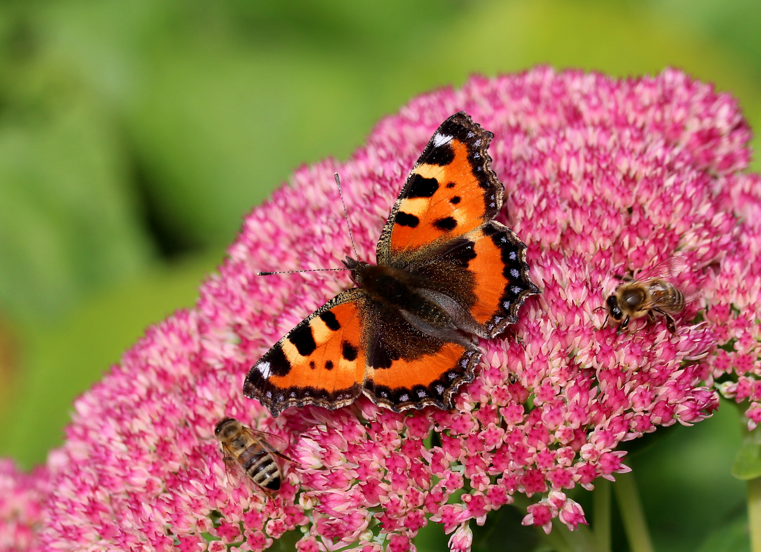 Kleiner Fuchs (Aglais urticae).