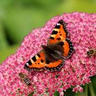 Kleiner Fuchs (Aglais urticae).