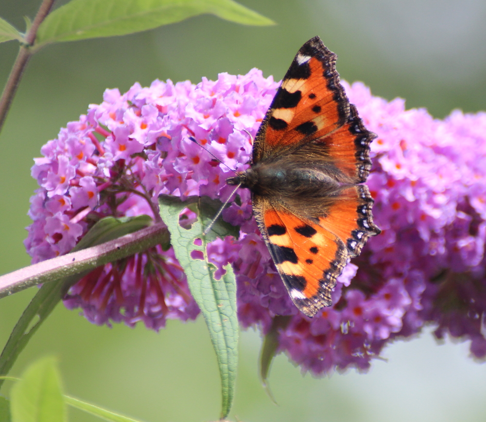 Kleiner Fuchs (Aglais urticae)