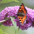 Kleiner Fuchs (Aglais urticae)