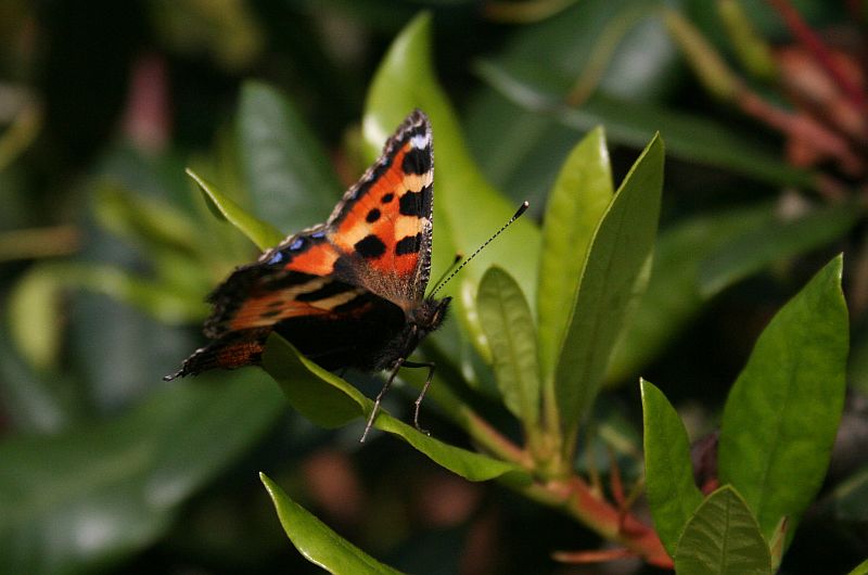 Kleiner Fuchs (Aglais urticae)