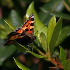 Kleiner Fuchs (Aglais urticae)