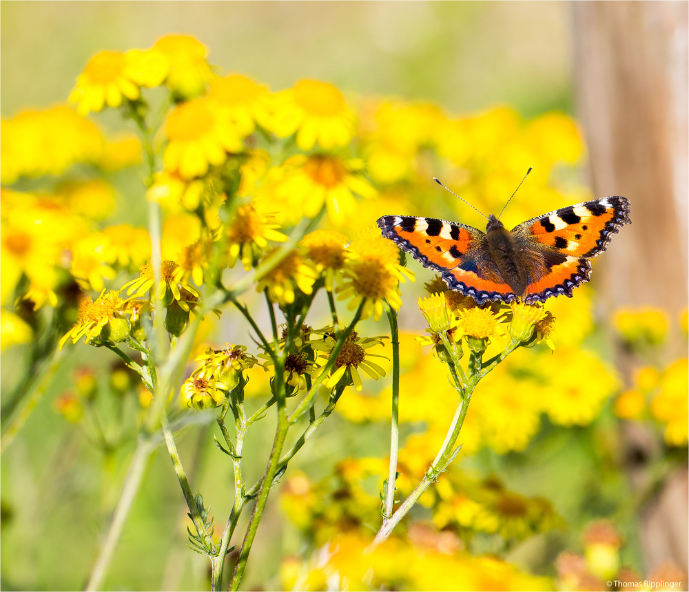 Kleiner Fuchs (Aglais urticae)