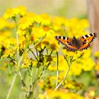 Kleiner Fuchs (Aglais urticae)