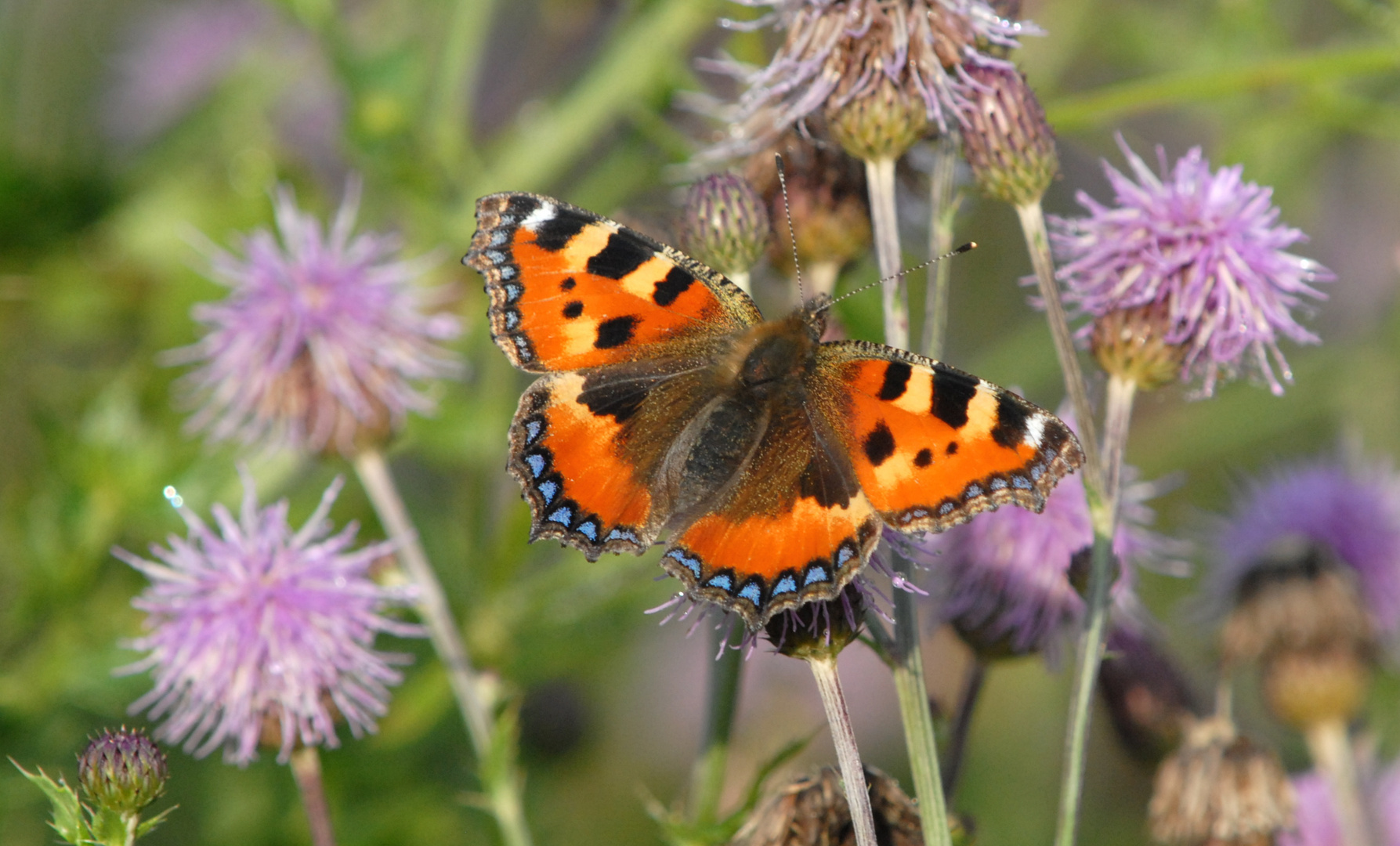 ,, Kleiner Fuchs ( Aglais urticae ) 2 ,,