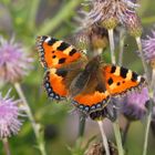 ,, Kleiner Fuchs ( Aglais urticae ) 2 ,,