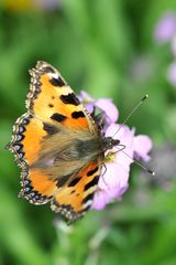 Kleiner Fuchs  (Aglais urticae)