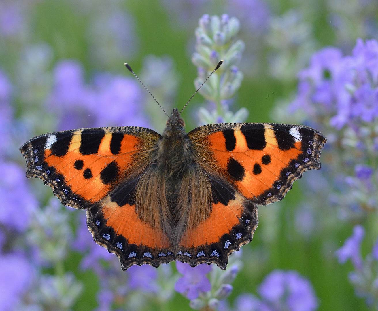 Kleiner Fuchs (Aglais urticae)