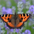 Kleiner Fuchs (Aglais urticae)