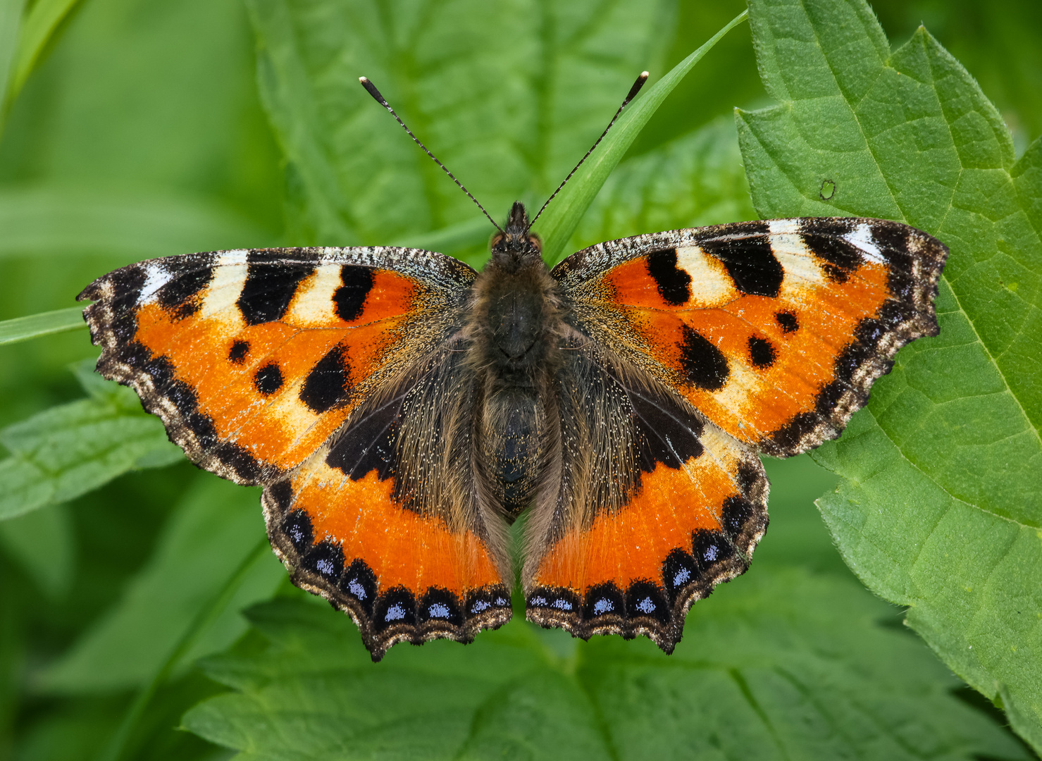 Kleiner Fuchs (Aglais urticae)